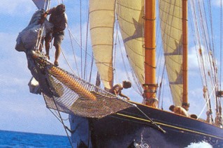 Black Swan - Sailing 1